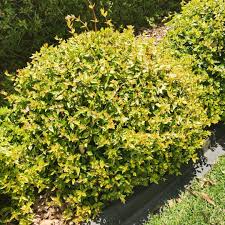 ABELIA GRAN. "KALEIDOSCOPE"