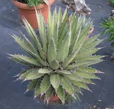 AGAVE GHIESBREGHTII